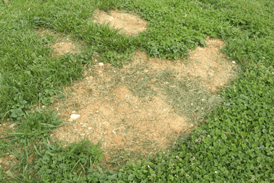 Ugly Lawn? 10 Reasons Why Your Herbicides Fail - Phoenix Environmental Design Inc.