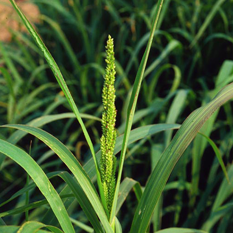 How to Kill Barnyard Grass