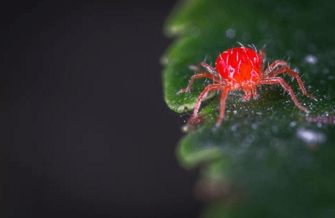 Beneficial Insects and Predatory Mites for Use in Integrated Crop Management - Phoenix Environmental Design Inc.