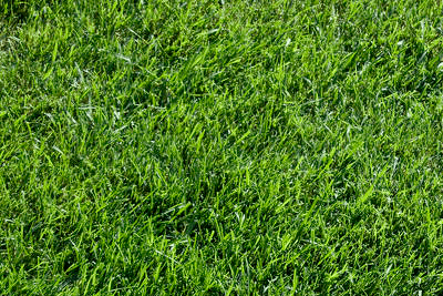 DIY Lawn Care - Warm Season Grasses - Phoenix Environmental Design Inc.