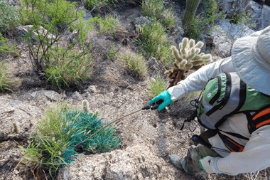 Spring Guide: Best Way to Apply Pre-Emergent Herbicides | Phoenix  Environmental Design Inc.