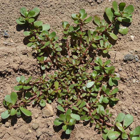 Purslane, Common: A Nuisance in Summer | Phoenix Environmental Design Inc.