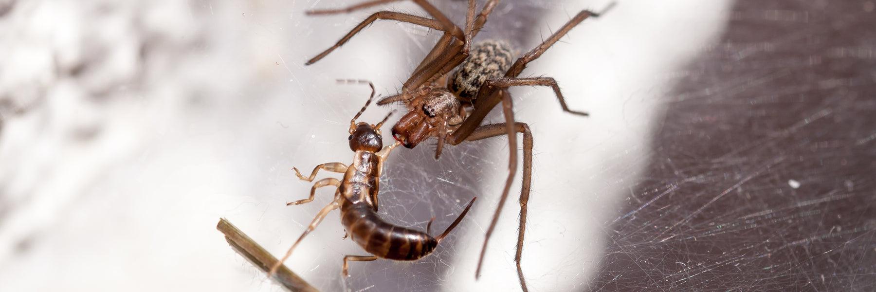 What Are the Differences Between Earwigs and Spiders? - Phoenix Environmental Design Inc.