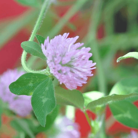 Clover, Red: White Clover's Cousin - Phoenix Environmental Design Inc.