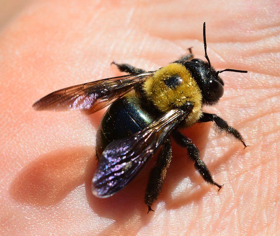 Carpenter Bee Control: Get Rid of Carpenter Bees - Phoenix Environmental Design Inc.