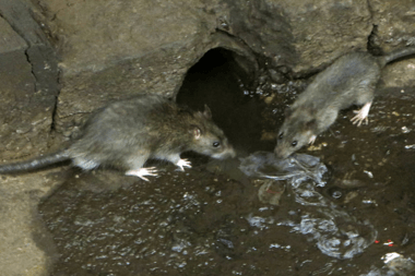 Complete Rat Guide: Get Rid of Rats for Good - Phoenix Environmental Design Inc.
