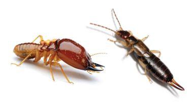 What Are the Differences Between Termites and Earwigs? - Phoenix Environmental Design Inc.