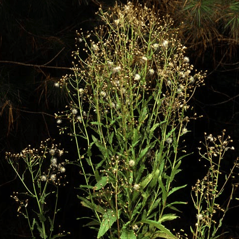 American Burnweed: How to Kill Burnweed - Phoenix Environmental Design Inc.