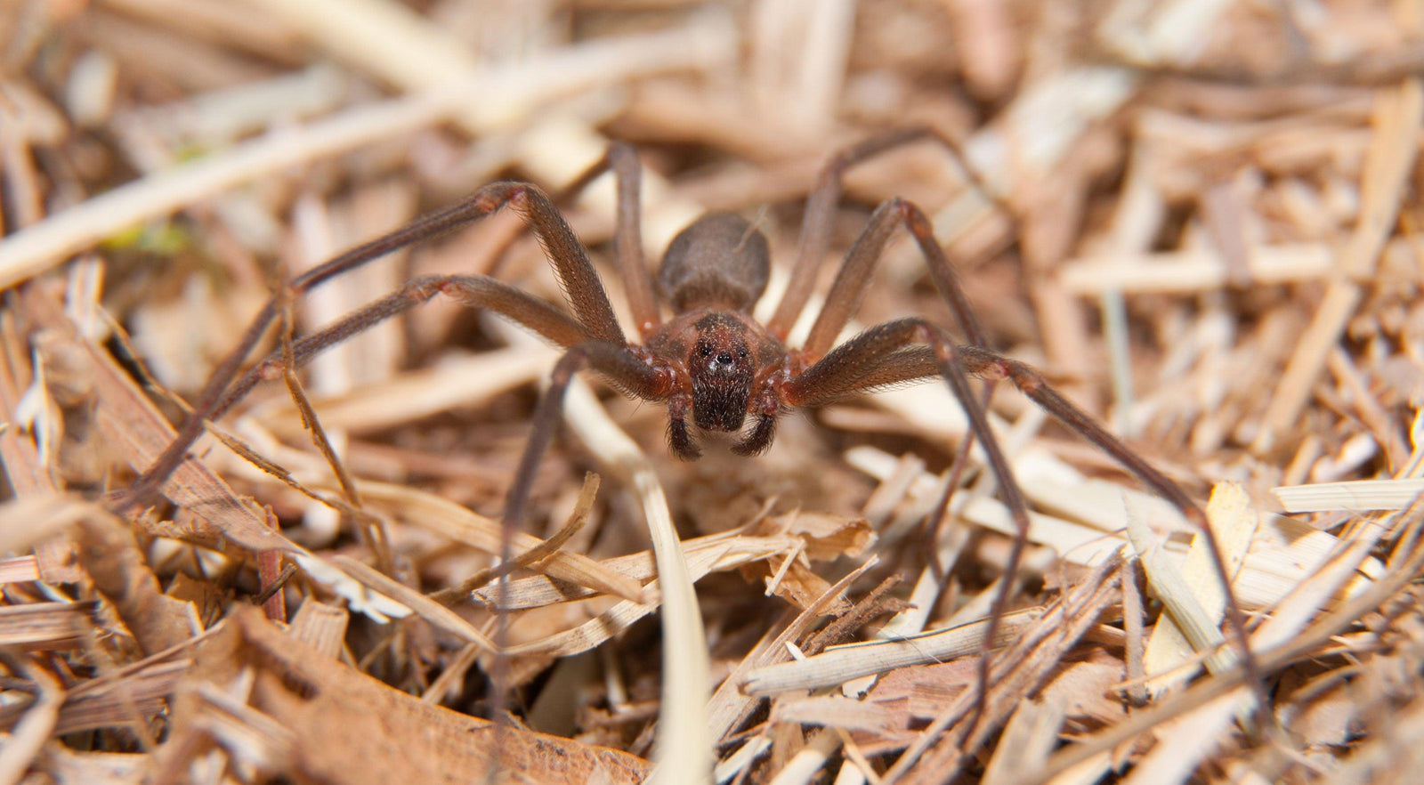 How To Identify and Get Rid of Brown Recluse Spiders - Phoenix Environmental Design Inc.