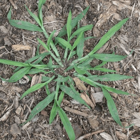 Crabgrass, Smooth: A Summer Annual - Phoenix Environmental Design Inc.