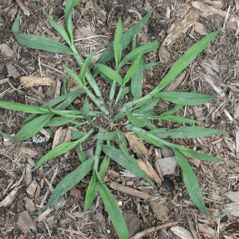 Crabgrass, Smooth: A Summer Annual - Phoenix Environmental Design Inc.