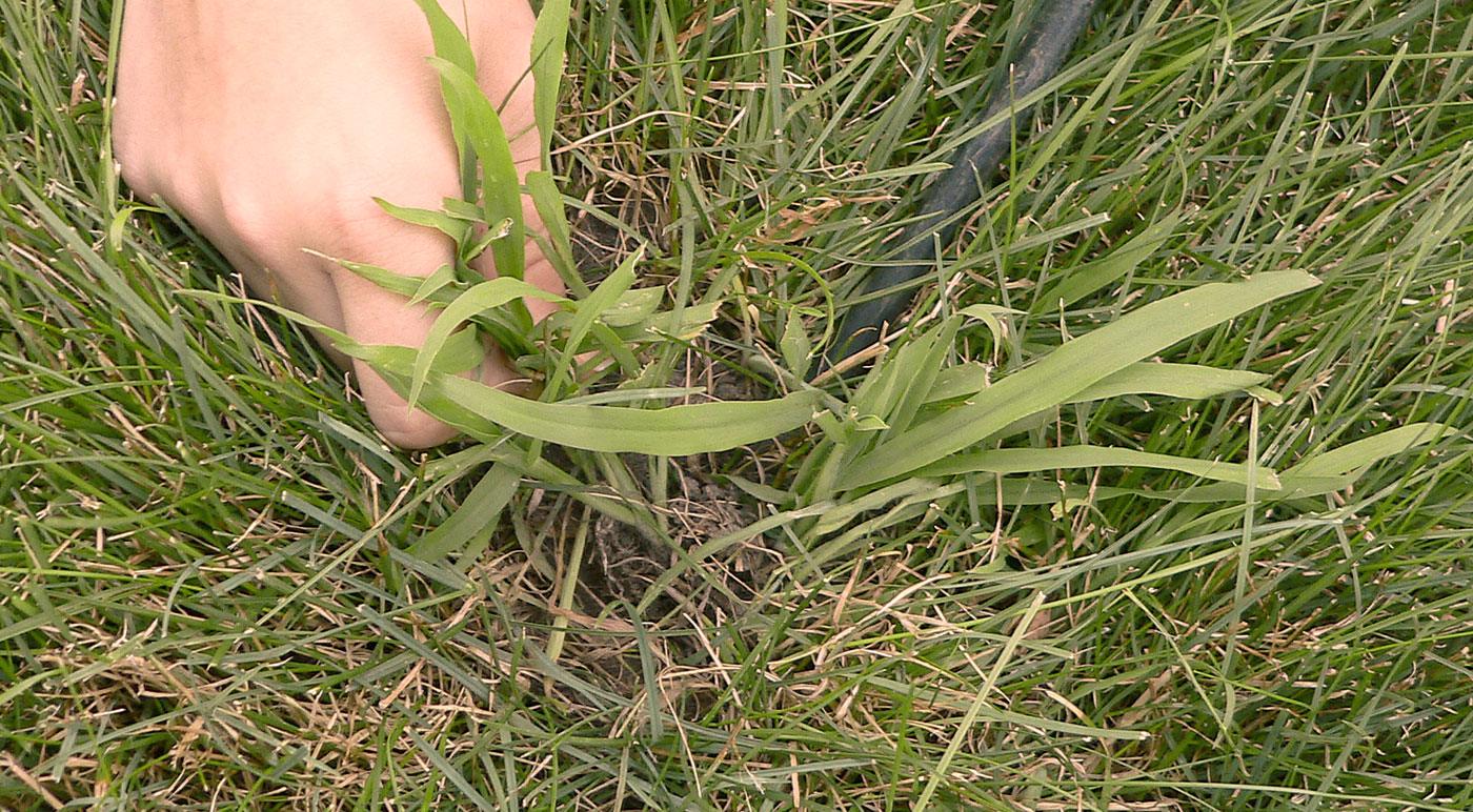 How to Get Rid of Crabgrass: The Ultimate Guide to Weed Control - Phoenix Environmental Design Inc.