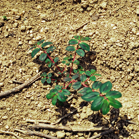 Spurge, Spotted: A Warm-Season Annual Weed - Phoenix Environmental Design Inc.