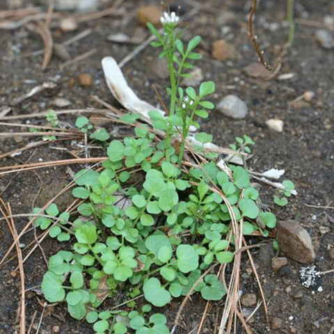 Bittercress, Hairy: A Bitter, Bothersome Weed - Phoenix Environmental Design Inc.