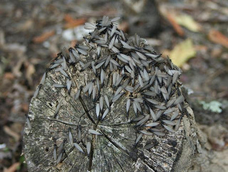 Termite Control: Kill and Prevent Termites at Home - Phoenix Environmental Design Inc.