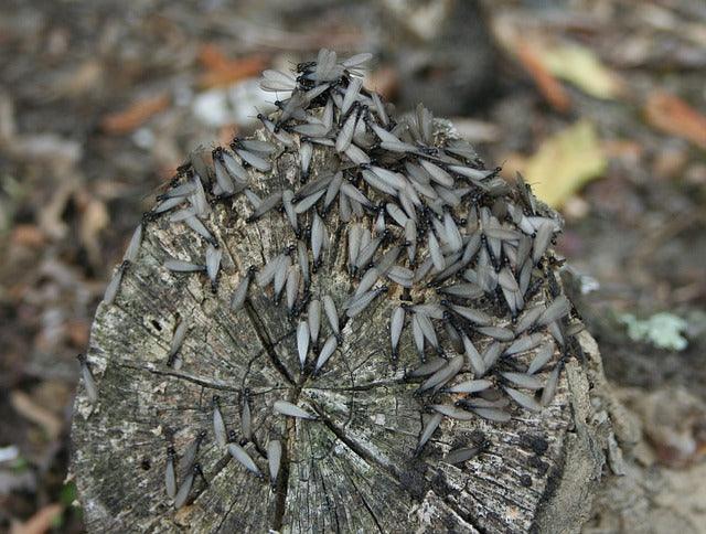 Termite Control: Kill and Prevent Termites at Home - Phoenix Environmental Design Inc.