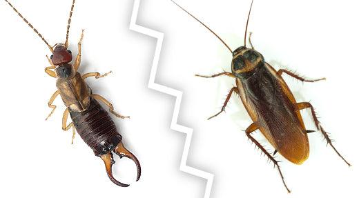 What Are the Differences Between Earwigs and Cockroaches? - Phoenix Environmental Design Inc.