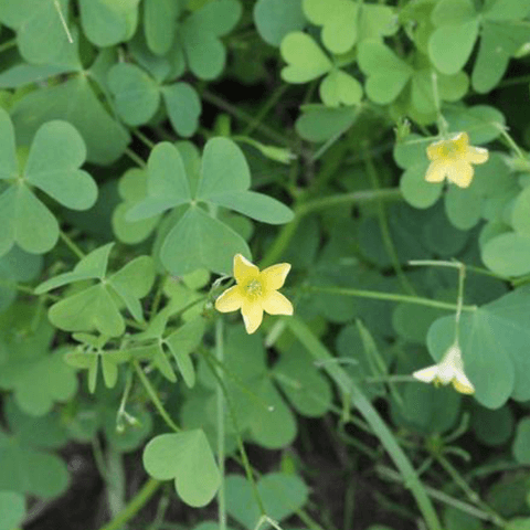 Woodsorrel, Yellow: All About This Summer Weed - Phoenix Environmental Design Inc.