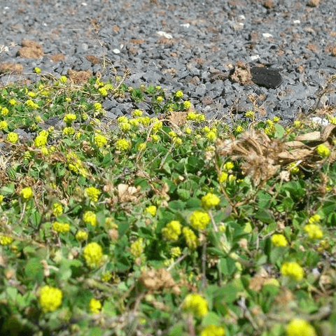 Black Medic: Often Confused With Clover - Phoenix Environmental Design Inc.