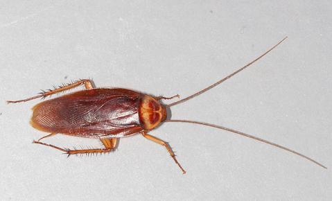 Cockroach Control: Get Rid of Roaches - Phoenix Environmental Design Inc.