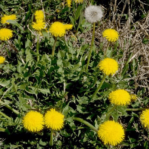 Dandelion: The Most Common Lawn Weed - Phoenix Environmental Design Inc.