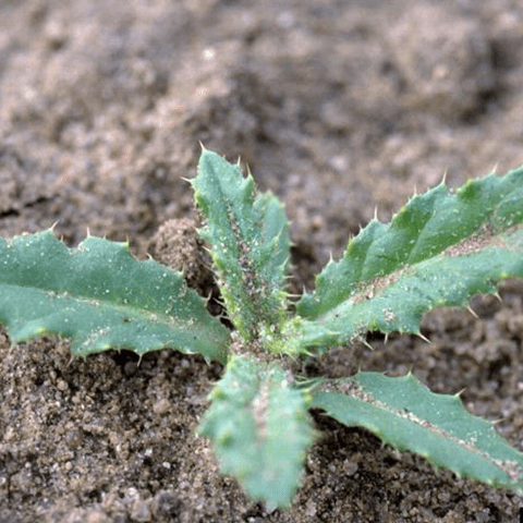 Thistle, Canada: A Creeping Lawn Invader - Phoenix Environmental Design Inc.