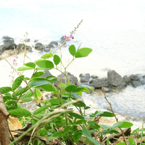 Beggarweed, Creeping: How to Kill Desmodium Incanum - Phoenix Environmental Design Inc.