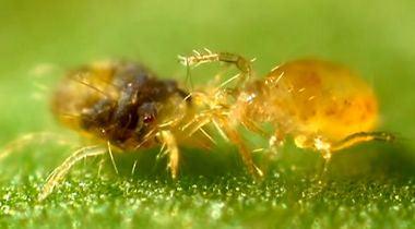 Spider Mites: A Beginner Guide to Understanding and Controlling Mites - Phoenix Environmental Design Inc.