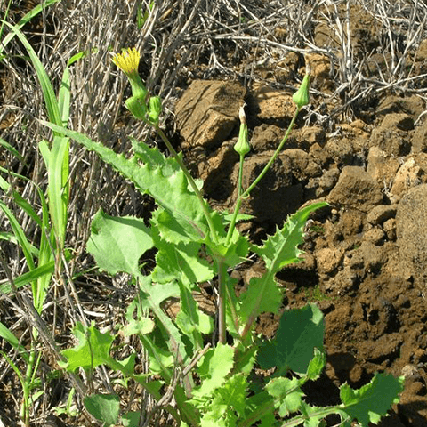 Sowthistle, Annual: A Summertime Weed - Phoenix Environmental Design Inc.