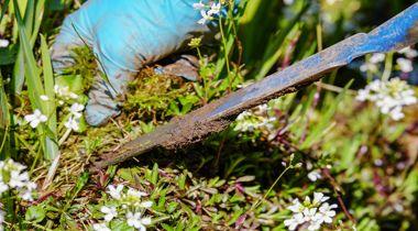 Weed Control: How to Get Rid of Weeds Before Spring - Phoenix Environmental Design Inc.