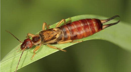Earwigs Facts: How to Get Rid of Earwigs - Phoenix Environmental Design Inc.