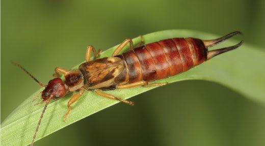 Earwigs Facts: How to Get Rid of Earwigs - Phoenix Environmental Design Inc.