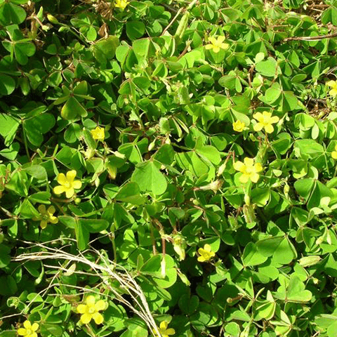 Woodsorrel, Creeping: A Weed Killer Guide - Phoenix Environmental Design Inc.