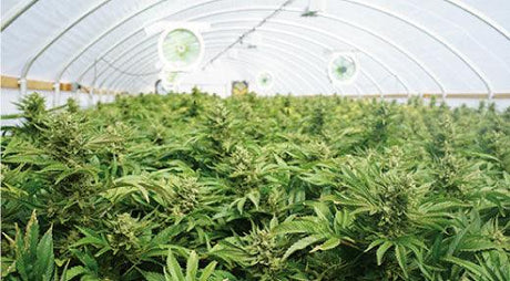Approved Cannabis Plant Pesticides in Washington State - Phoenix Environmental Design Inc.