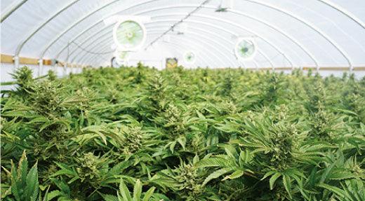 Approved Cannabis Plant Pesticides in Washington State - Phoenix Environmental Design Inc.