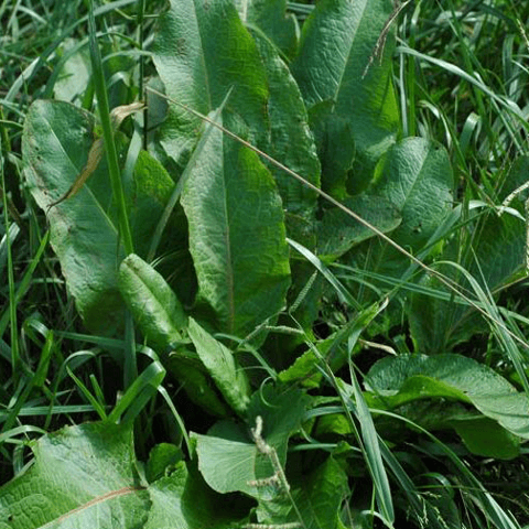 Curly Dock: Thick and Wavy Weeds - Phoenix Environmental Design Inc.