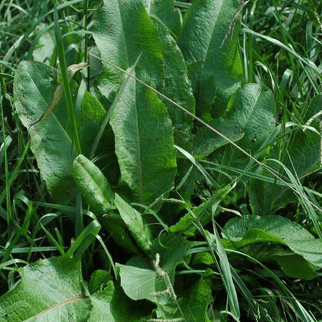 Curly Dock: Thick and Wavy Weeds - Phoenix Environmental Design Inc.
