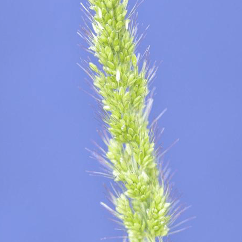 Yellow Foxtail: How to Identify and Control Weeds - Phoenix Environmental Design Inc.