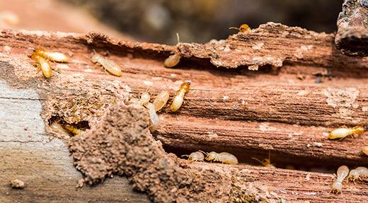 DIY Termite Control: How to Get Rid of Termites Yourself - Phoenix Environmental Design Inc.