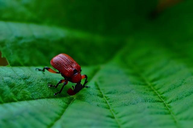 Beetle Control: Getting Rid of Beetles in Your Home - Phoenix Environmental Design Inc.