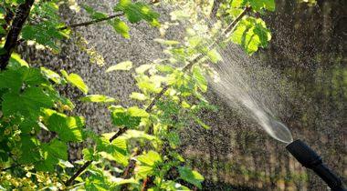 How to Use Pesticides Indoors and Outdoors - Phoenix Environmental Design Inc.