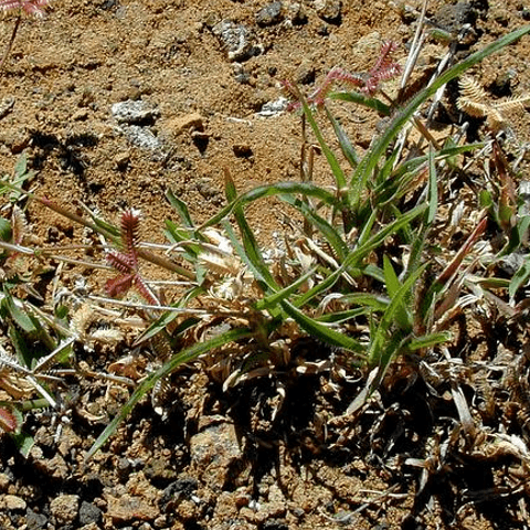 Crowfootgrass: An Invasive Summer Annual - Phoenix Environmental Design Inc.