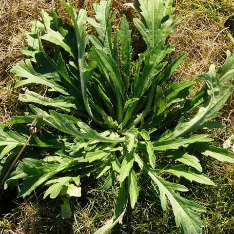 Horseweed: A Highly Resistant Annual - Phoenix Environmental Design Inc.