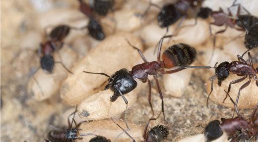 How to Get Rid of Ants: An Indoor and Outdoor Guide - Phoenix Environmental Design Inc.