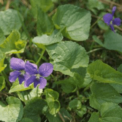 Wild Violet: A Beautiful Yet Aggressive Weed - Phoenix Environmental Design Inc.