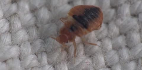 Bed Bug Control: Getting Rid of Bed Bugs - Phoenix Environmental Design Inc.