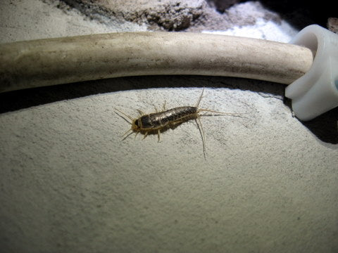 Why Use Dekko Silverfish Traps at Home?