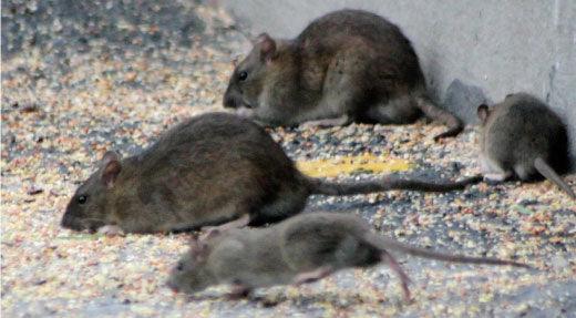 How to Get Rid of Rats: A DIY Guide to Rat Control - Phoenix Environmental Design Inc.