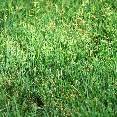 Annual Bluegrass: How to Kill Bluegrass Weeds - Phoenix Environmental Design Inc.