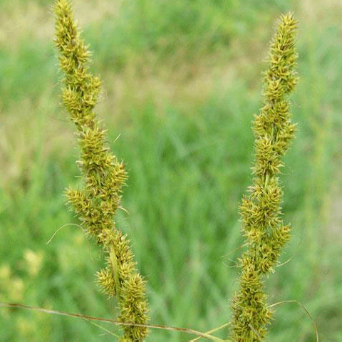 Field Sandbur: A Painfully Spiky Weed - Phoenix Environmental Design Inc.